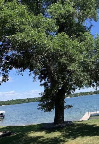 A view of the lake in the summer, looking across the lake past the big tree and dock on the property